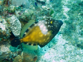 White Spotted Filefish IMG 9151